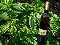 Tulsi