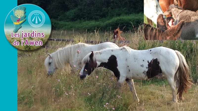 Rencontre animale automnale