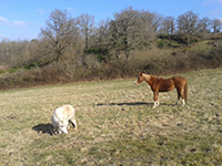 La tribu animale